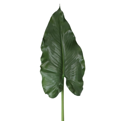 Hoja De Calla 52'.