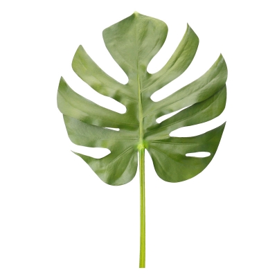 Hoja Monstera 42'.