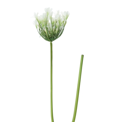 Tallo Agapanthus Blanco 41'.