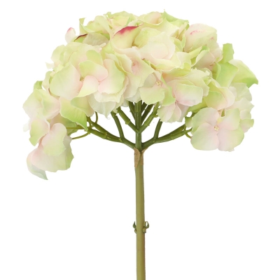 Hortensia Rosado y Verde 19'.