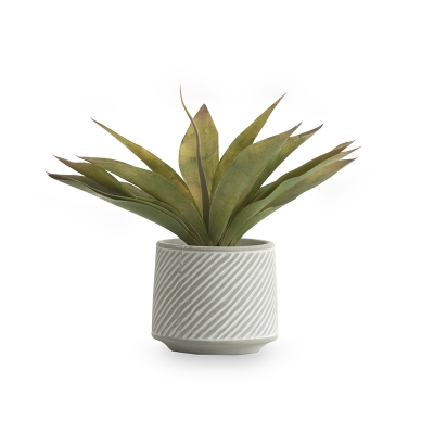 Agave En Macetero 10".