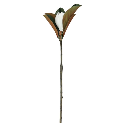 Tallo Magnolia Blanca 24'.