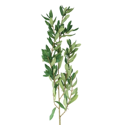 Rama De Oliva.