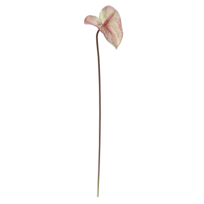 Tallo Anturio Rosado.