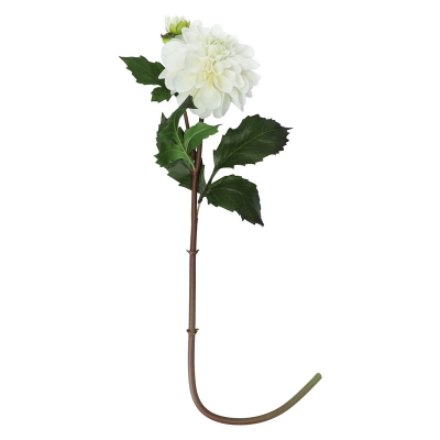Tallo Dhalia Blanco 25'.