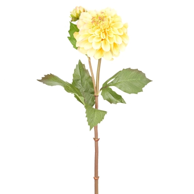 Tallo Dhalia Amarillo 25'.