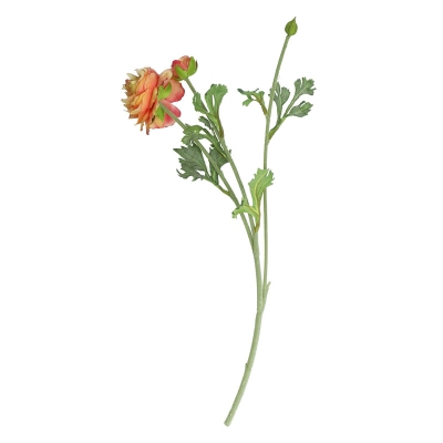 Tallo Ranunculus Rojo 19'.