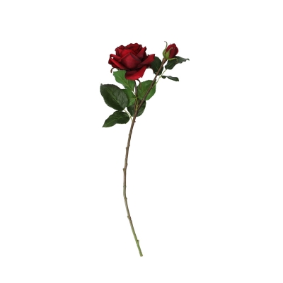 Rosa Roja 20'.