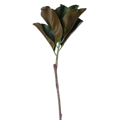 Magnolia Verde 31'.