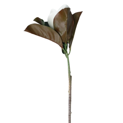 Magnolia Blanca 24'.