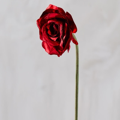 Rosa Roja 24".
