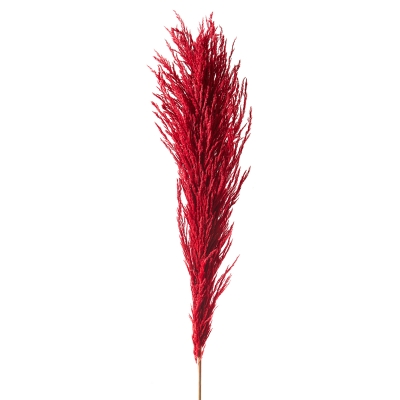 Tallo Pampas Rojo.