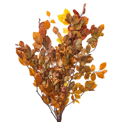 Ramo Fagus Amarillo.