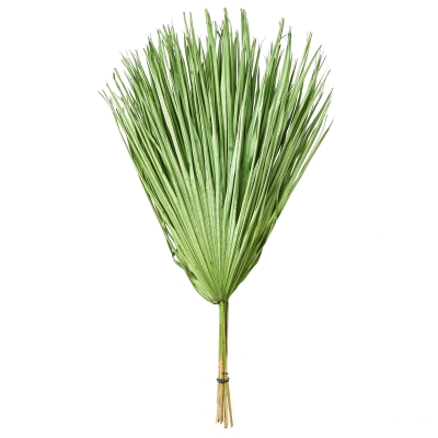 Ramo Chamerops Verde Juego De 10.