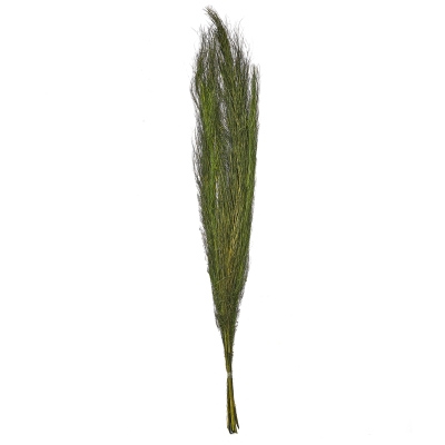 Ramo Jhat Verde.
